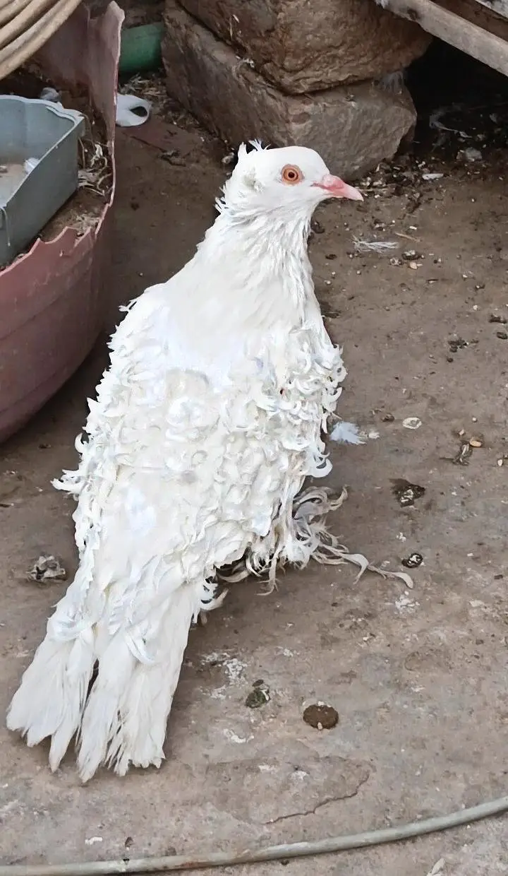 Quality Frill Back Male For Sale — photo 4