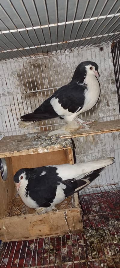 breeder pair for sale sherazrazi & karbali & khall guldar