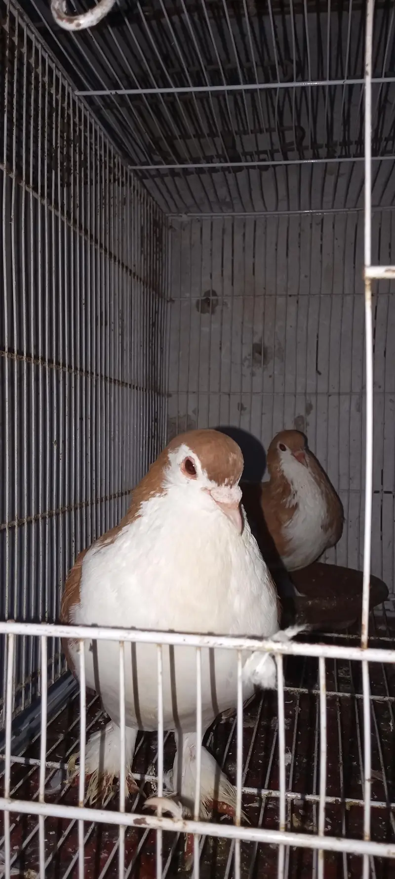 sherazrazi & karbali & khall guldar pair for sale — photo 3