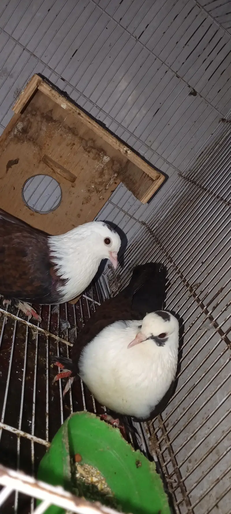 sherazrazi & karbali & khall guldar pair for sale — photo 4