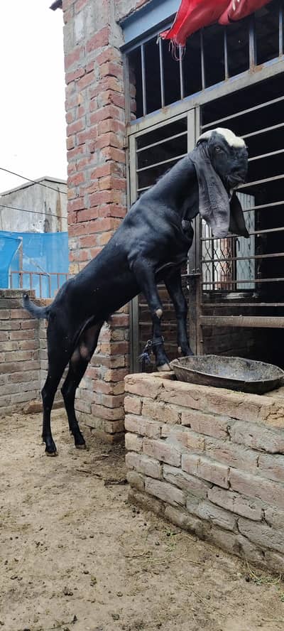 Bakra available for bakri crossing not for sale03228008043