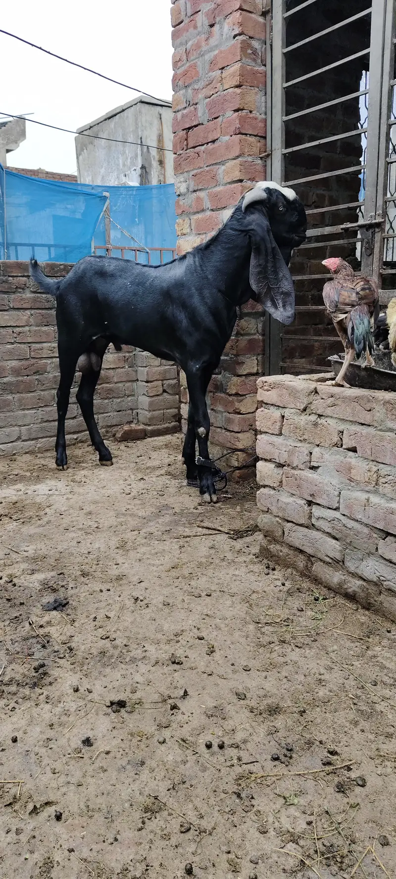 Bakra available for bakri crossing not for sale03228008043 — photo 2