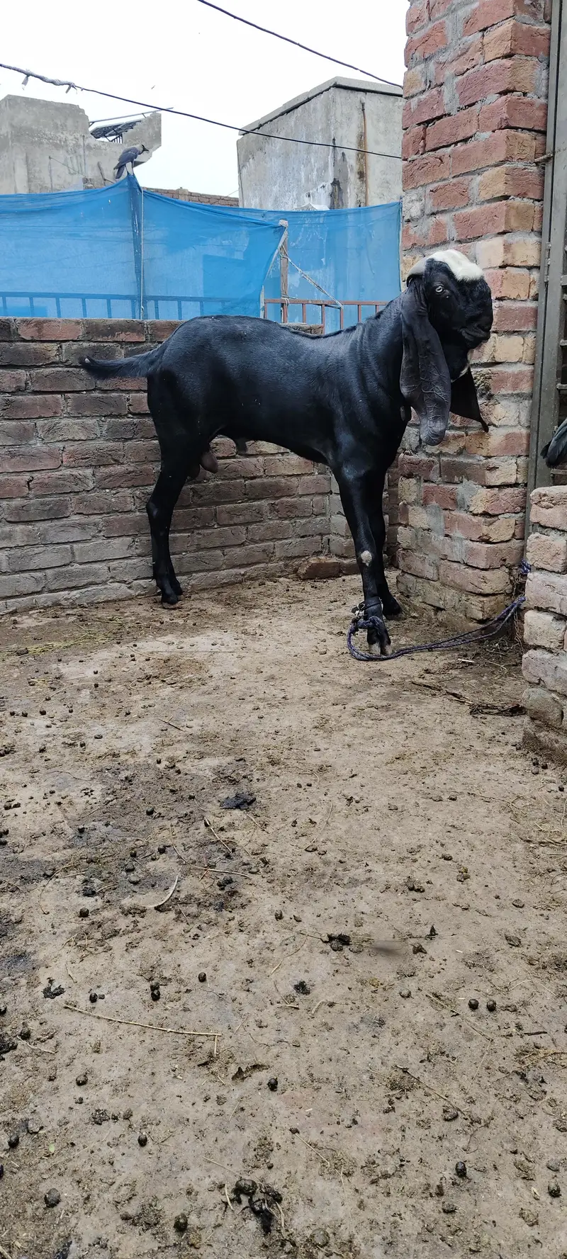 Bakra available for bakri crossing not for sale03228008043 — photo 3