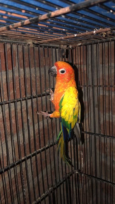 sun cnore female