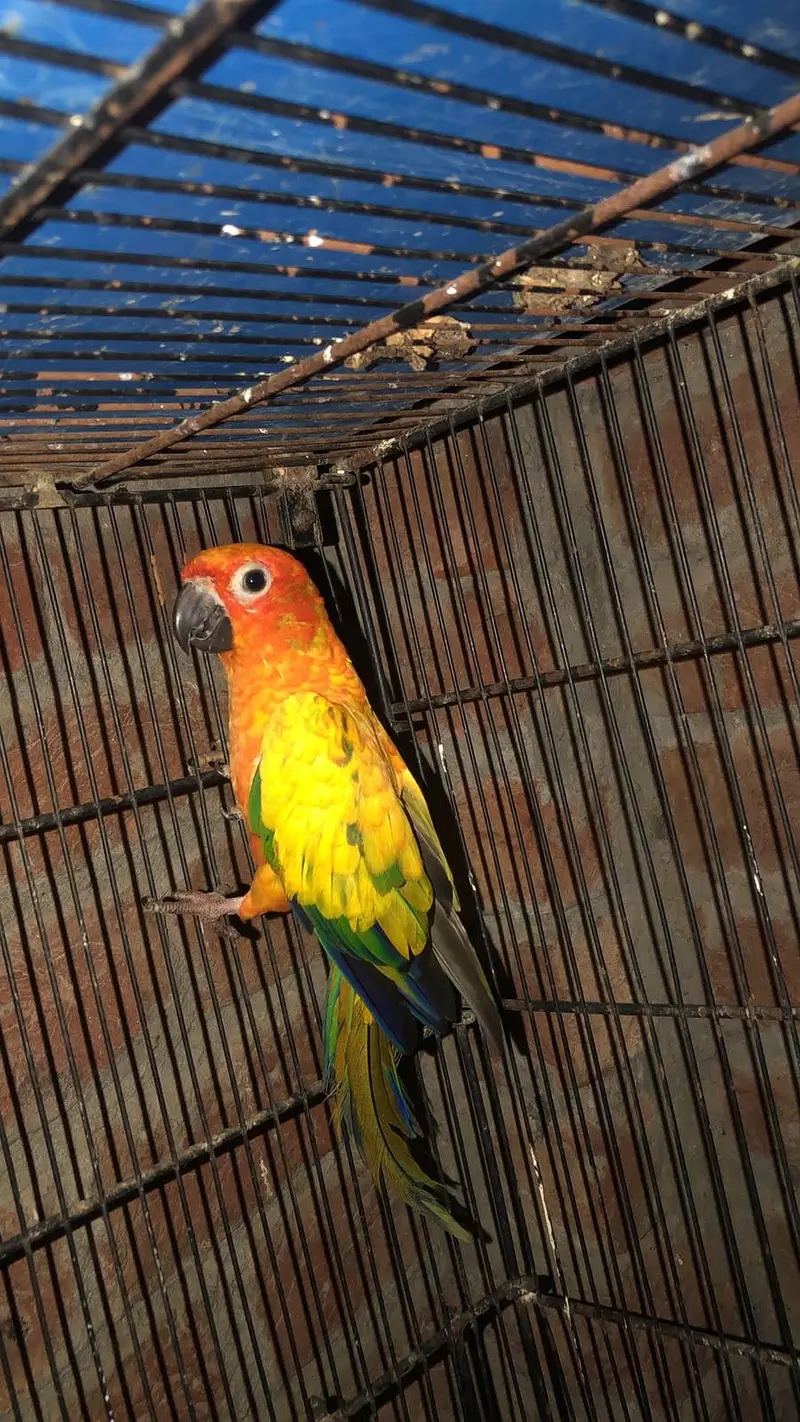 sun cnore female — photo 2