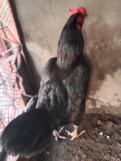 aseel mushka murga madipra .  contact number 03330031118. weight 3kg