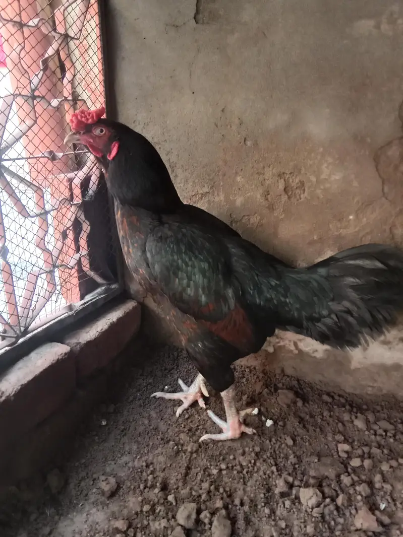 aseel mushka murga madipra .  contact number 03330031118. weight 3kg — photo 2