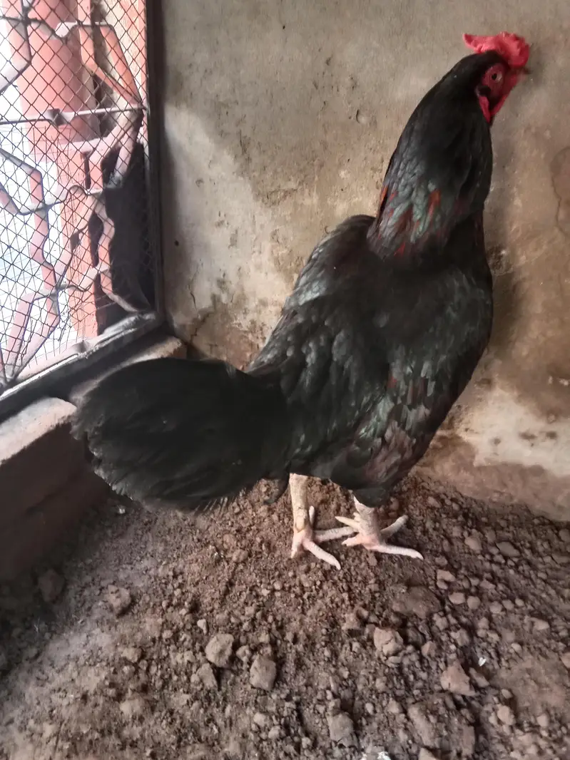 aseel mushka murga madipra .  contact number 03330031118. weight 3kg — photo 3