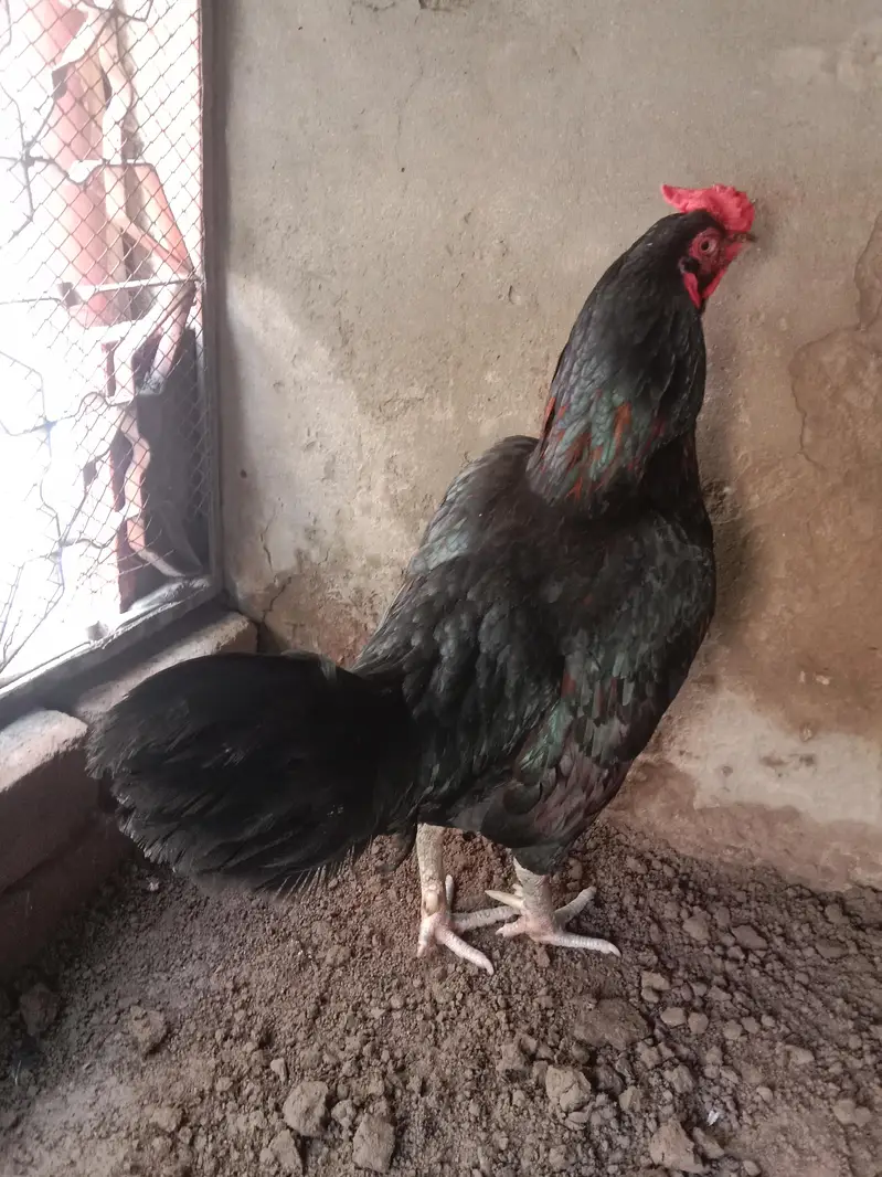 aseel mushka murga madipra .  contact number 03330031118. weight 3kg — photo 4
