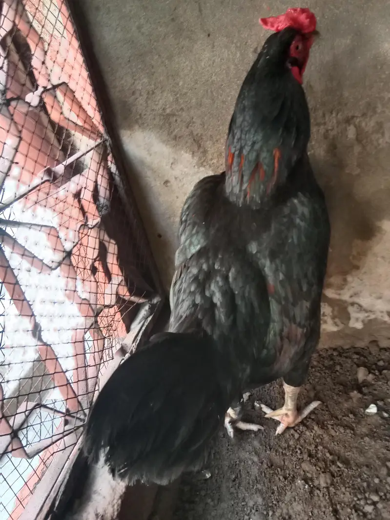 aseel mushka murga madipra .  contact number 03330031118. weight 3kg — photo 5