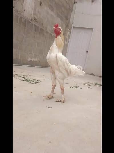 interested person only jisko PATA ho cheez