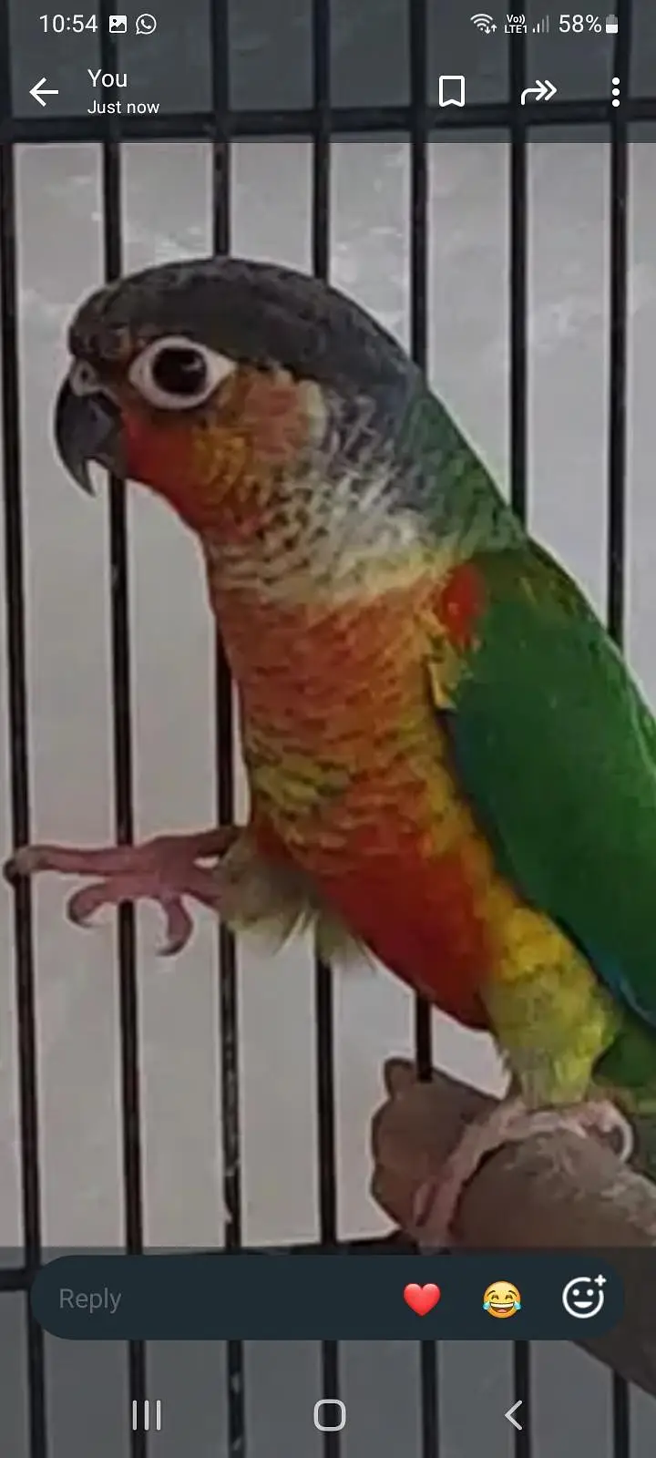 sun cnore female — photo 4