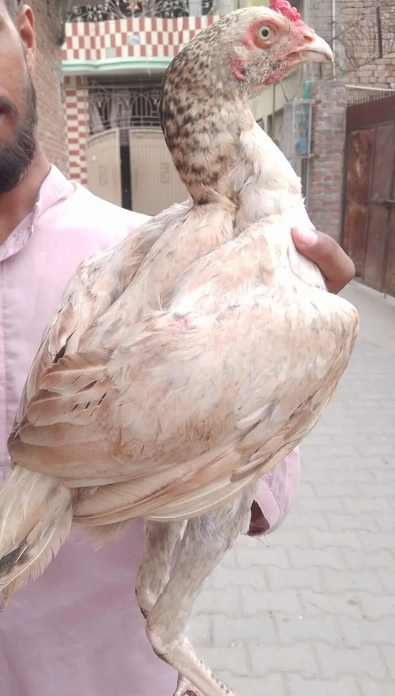 shajra kras choras nali — photo 2
