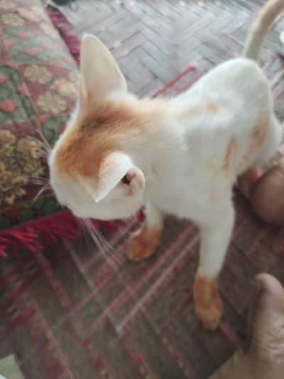 cat selling