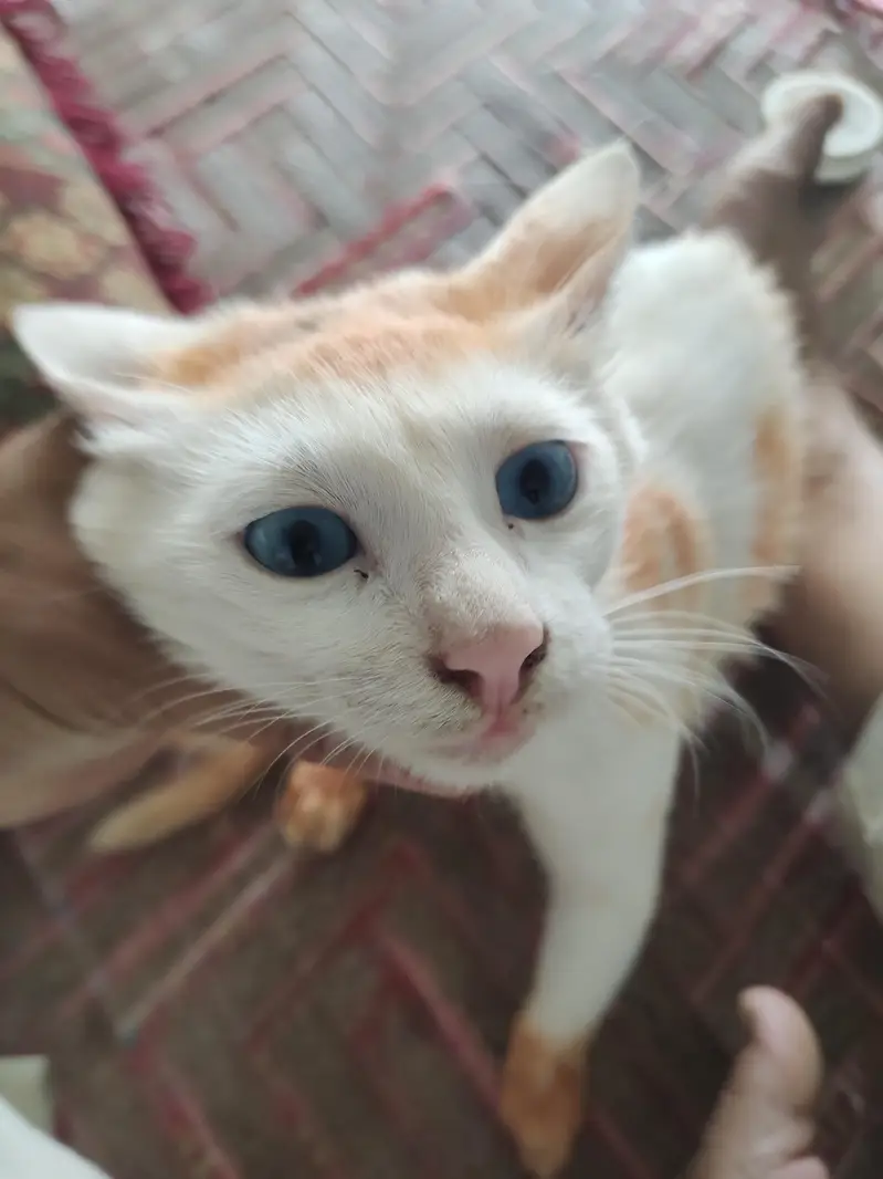 cat selling — photo 3