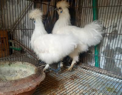 Silkie young pair   0324 4333108