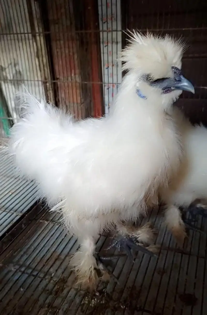 Silkie young pair   0324 4333108 — photo 2