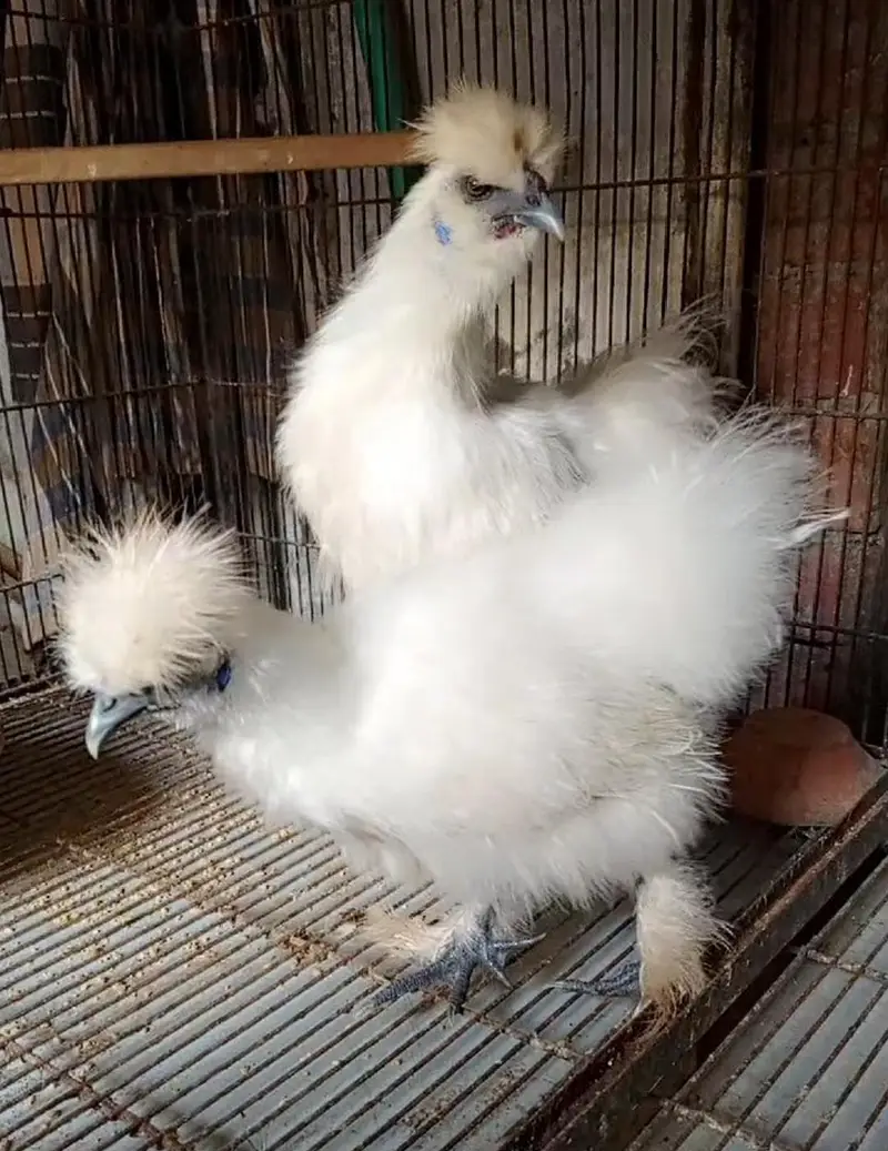 Silkie young pair   0324 4333108 — photo 3