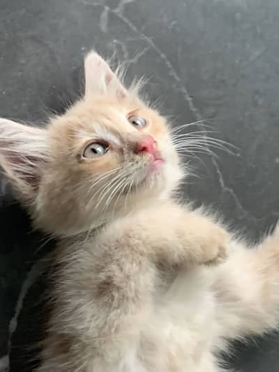 Interested person dm