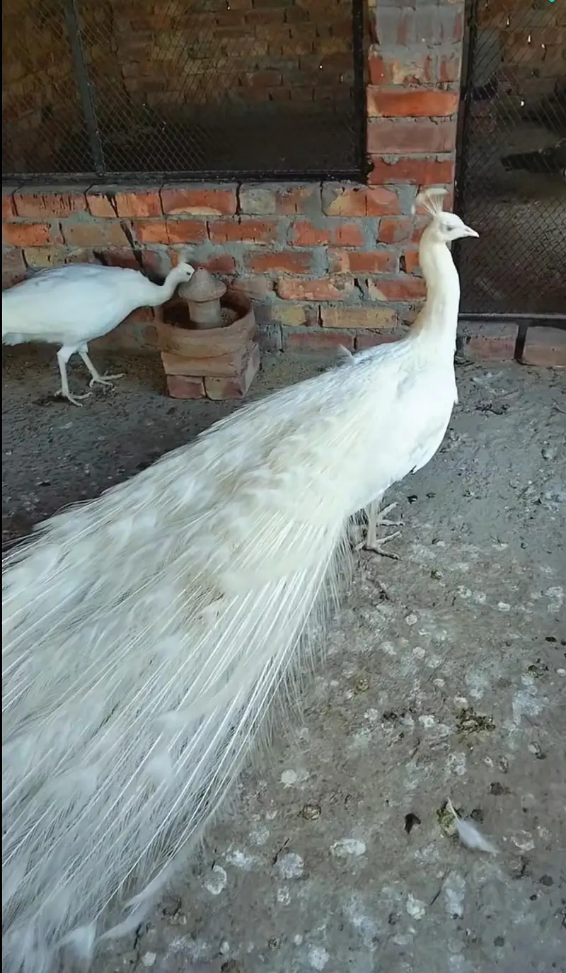 paper white male breader for sale