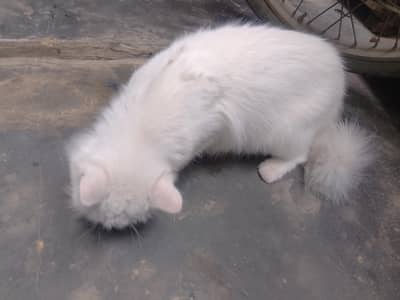 kitte2000