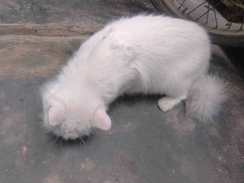 kitte2000 0