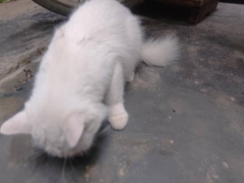 kitte2000 1