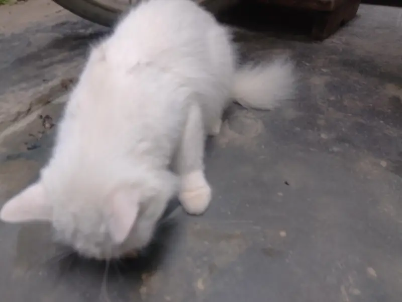 kitte2000 — photo 2