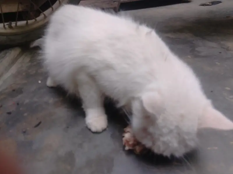 kitte2000 — photo 3