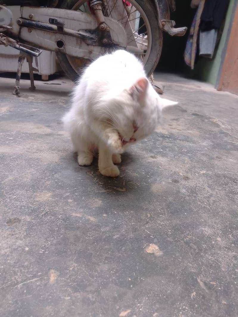kitte2000 3