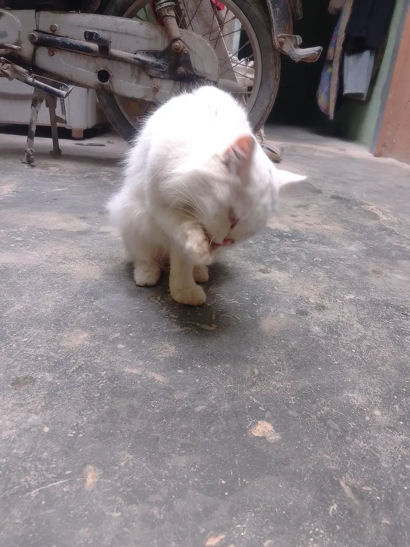 kitte2000 — photo 4