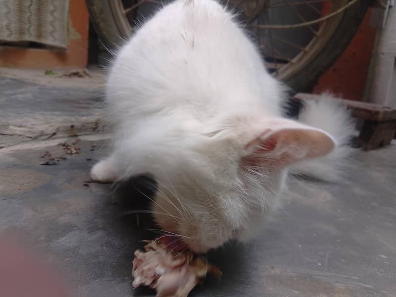 kitte2000 4
