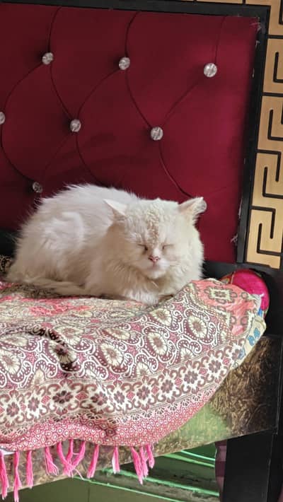percian cat for sale