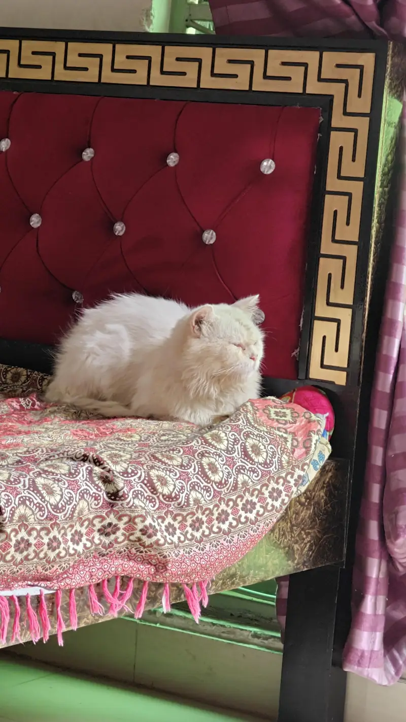 percian cat for sale — photo 2