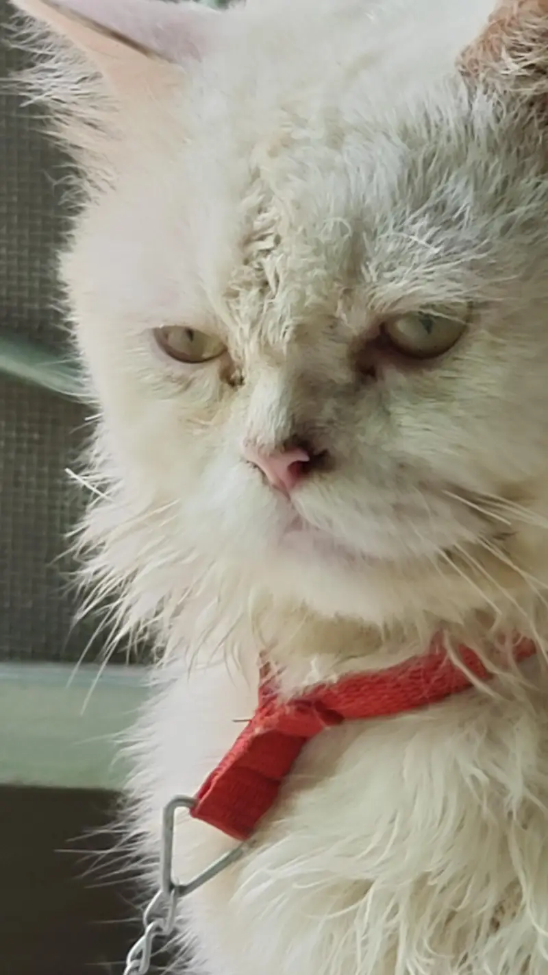 percian cat for sale — photo 3