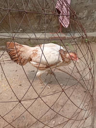 two pure Sindhi aseel females