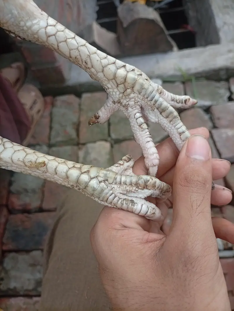 two pure Sindhi aseel females — photo 3