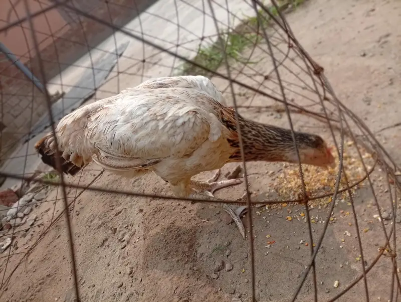 two pure Sindhi aseel females — photo 5