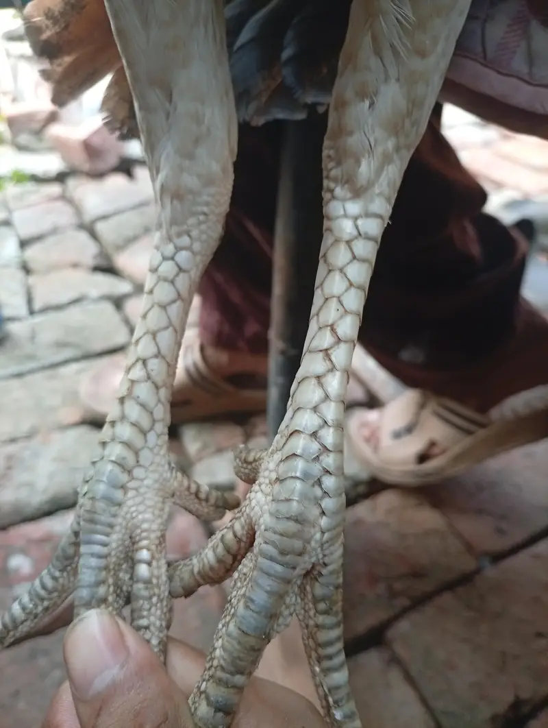 two pure Sindhi aseel females — photo 7