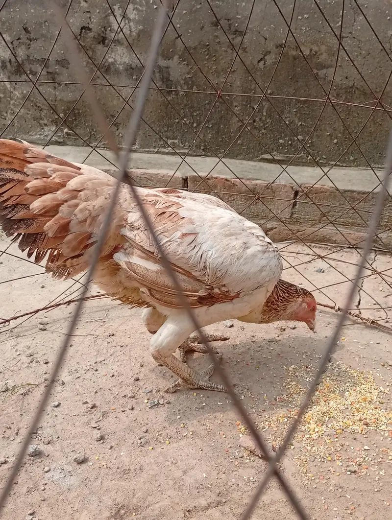 two pure Sindhi aseel females — photo 10