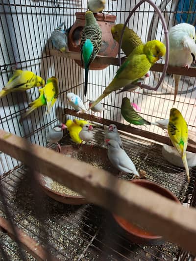 Budgies,Jawa white silver and grey