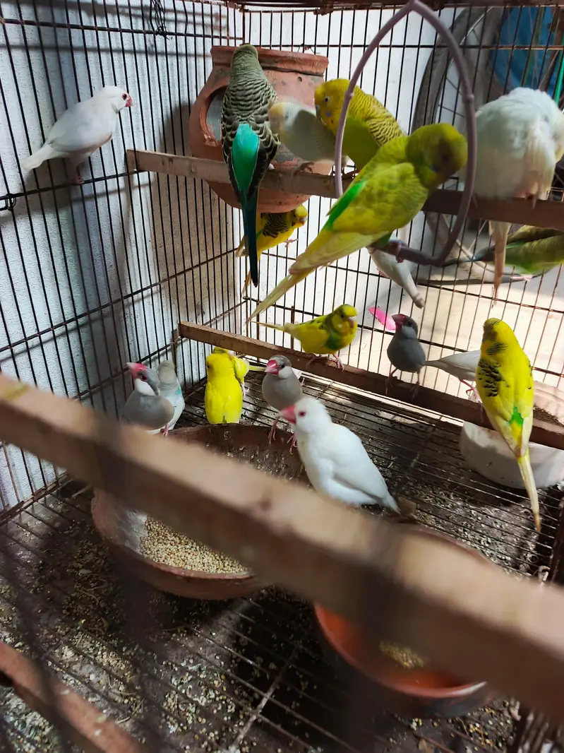 Budgies,Jawa white silver and grey — photo 2