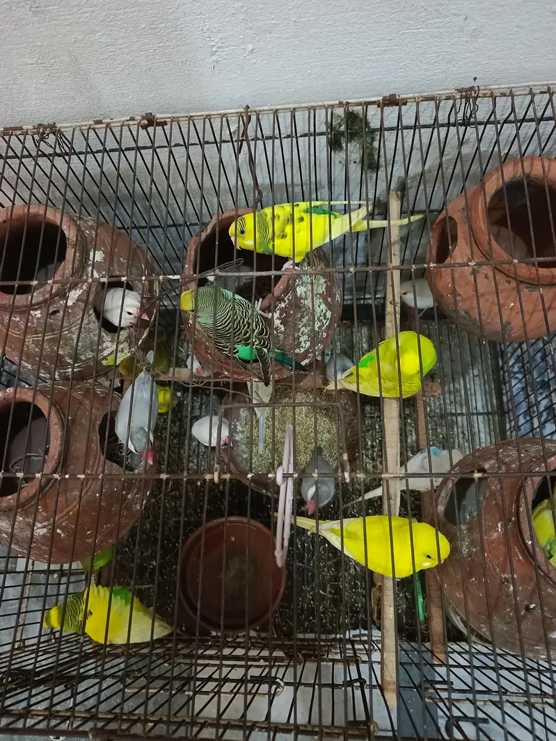 Budgies,Jawa white silver and grey — photo 3