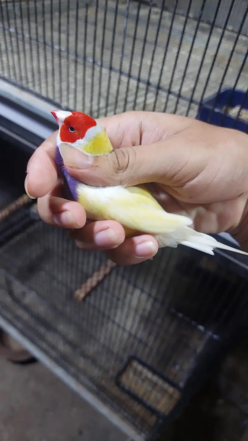 Budgies,Jawa white silver and grey — photo 4