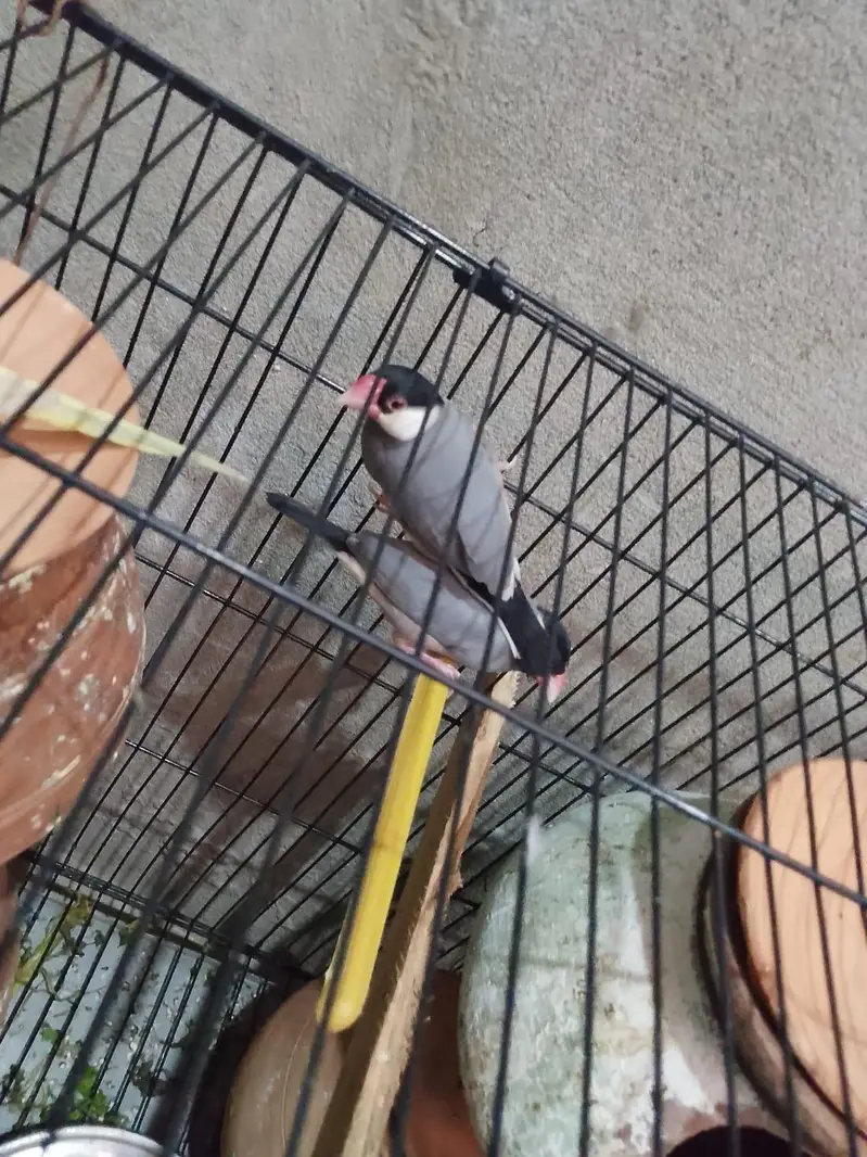 Budgies,Jawa white silver and grey — photo 5
