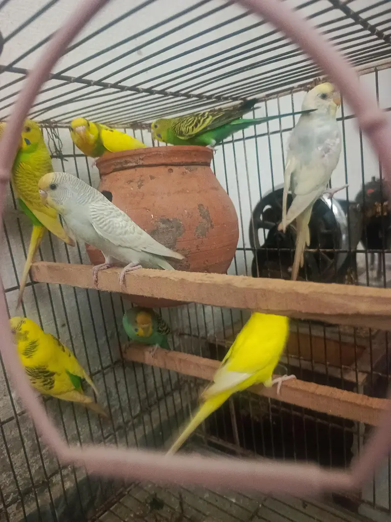 Budgies,Jawa white silver and grey — photo 6