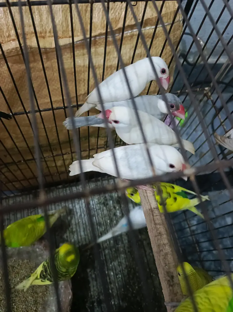 Budgies,Jawa white silver and grey — photo 7