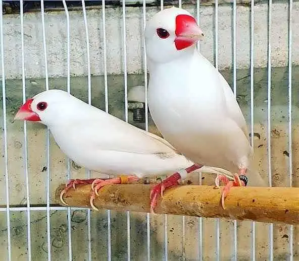 Budgies,Jawa white silver and grey — photo 8