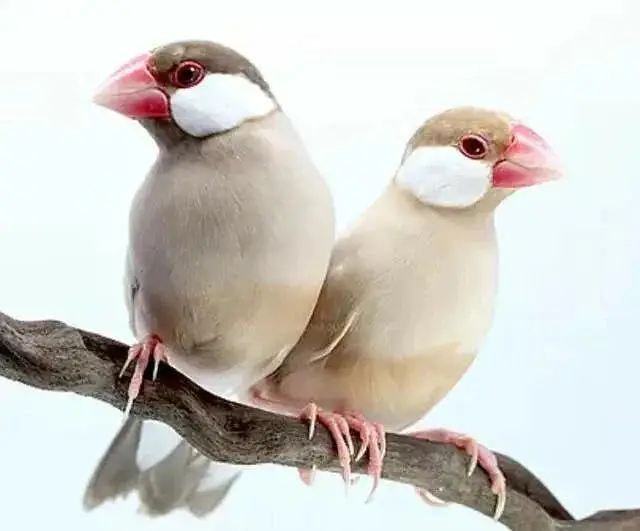 Budgies,Jawa white silver and grey — photo 9