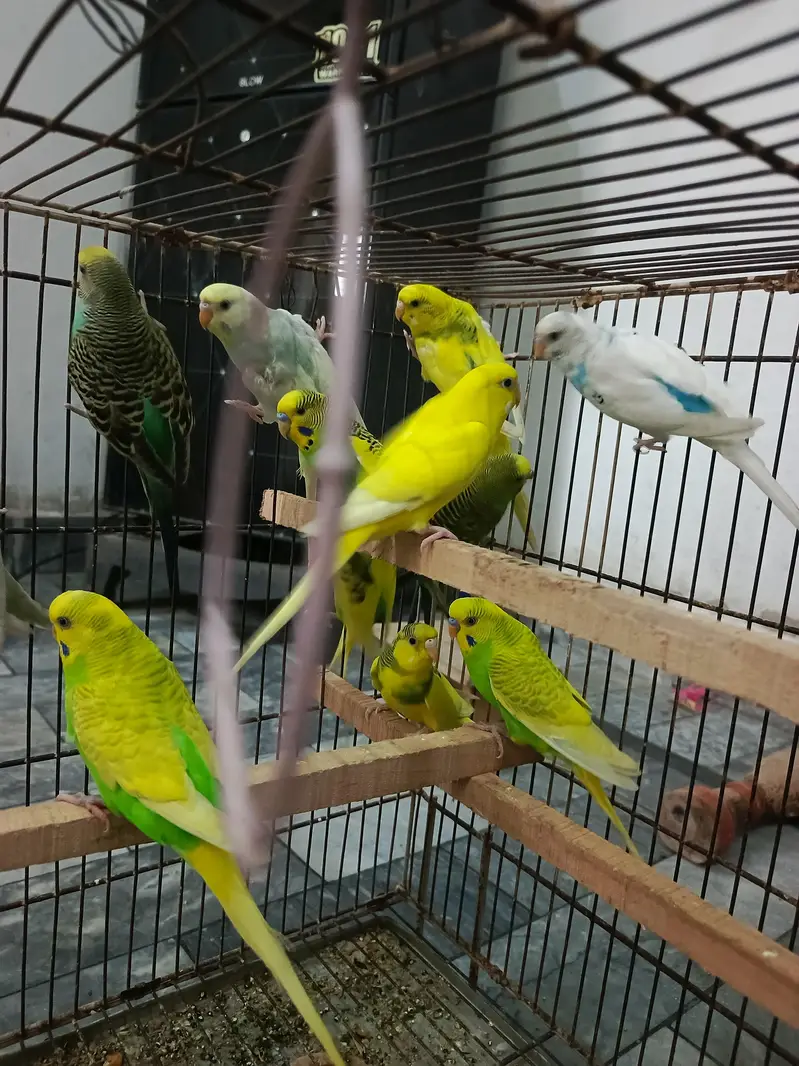 Budgies,Jawa white silver and grey — photo 10
